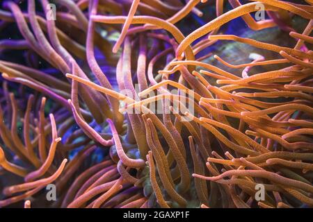 close up view of Bubble-tip(Entacmaea quadricolor) anemone Stock Photo