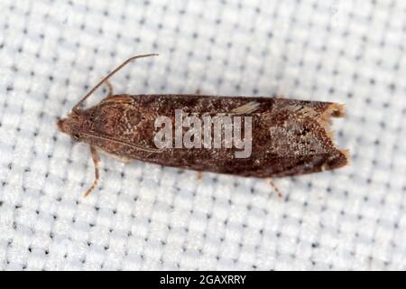 Plum fruit moth - Grapholita (sometimes Cydia) funebrana in plum friut. It is a moth of the family Tortricidae, an important pest of plums. Stock Photo