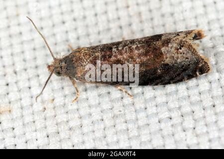 Plum fruit moth - Grapholita (sometimes Cydia) funebrana in plum friut. It is a moth of the family Tortricidae, an important pest of plums. Stock Photo