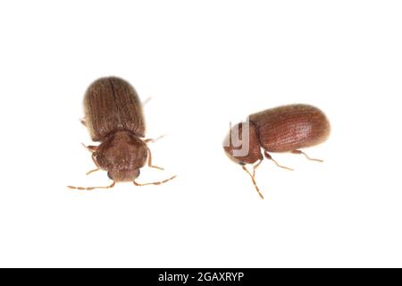 The drugstore beetles (Stegobium paniceum), also known as the bread beetle or biscuit beetle from family Anobiidae. Isolated on a white background Stock Photo