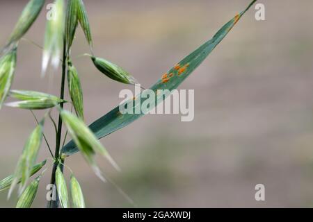 Stem rust, also known as cereal rust, black rust, red rust or red dust, is caused by the fungus Puccinia graminis, which causes significant disease. Stock Photo