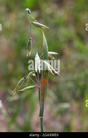 Stem rust, also known as cereal rust, black rust, red rust or red dust, is caused by the fungus Puccinia graminis, which causes significant disease. Stock Photo