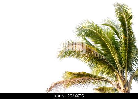 Coconut and palm trees Isolated tree on white background, The collection of trees.Large trees are growing in summer Stock Photo