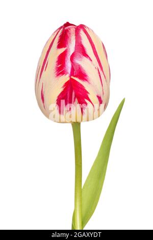 Tulip flower isolated on white background Stock Photo - Alamy
