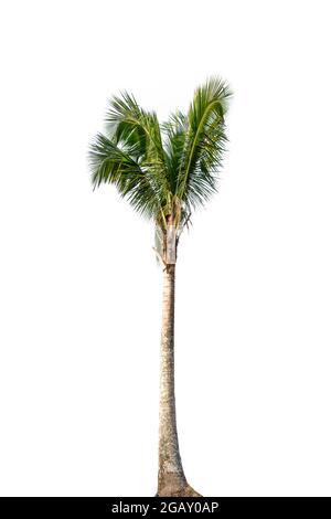 Coconut and palm trees Isolated tree on white background, The collection of trees.Large trees are growing in summer Stock Photo