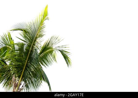 Coconut and palm trees Isolated tree on white background, The collection of trees.Large trees are growing in summer Stock Photo
