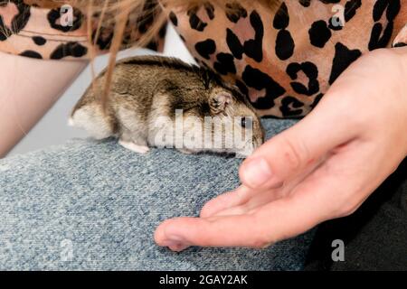 Standard agouti coloured winter white dwarf pet hamster being played with on lap Stock Photo