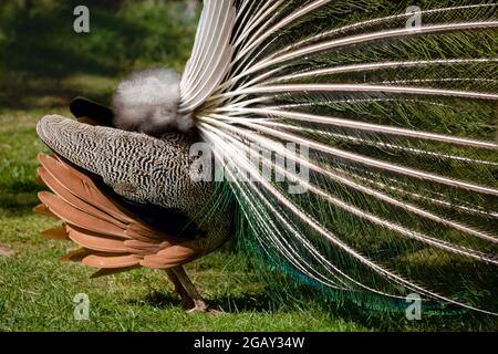 Male peacock in full display from behind showing the wings, primaries, secondaries and support of the fan feathers Stock Photo