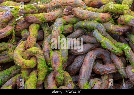 rusty old chains, corroded old chains, pile of rusty chains, heap of corroded chains, seaweed covered chains, rust corroded shackle, abandoned chains. Stock Photo