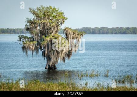 A Tree covered with Spanish moss standing alone in Blue Cypress Lake in Florida. Stock Photo