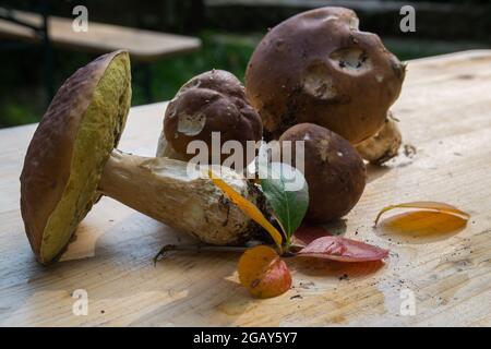beautiful edible porcini mushrooms and colorful leaves in autumn forest Stock Photo