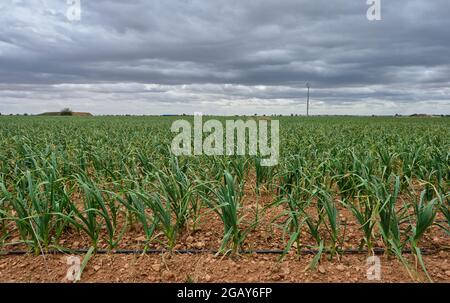 Green onions field, extensive farming Stock Photo