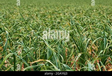 Green onions field, extensive farming Stock Photo