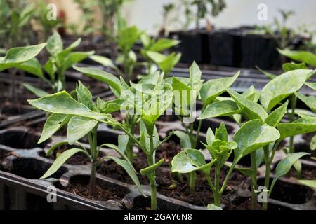 Pepper plants potted seedlings growing in the hothouse, Padron chilli peppers Stock Photo