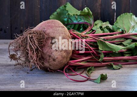 Garden beet beta vulgares with red stalks and green leaves Stock Photo