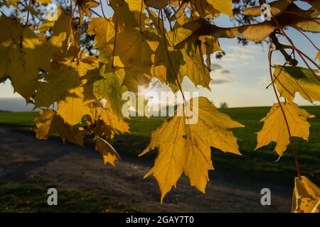 golden maple leaves and scenic sunset in the dreamlike rural autumn Stock Photo