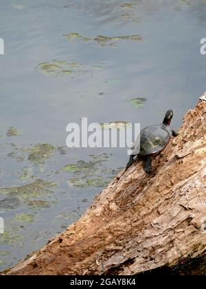 Red-Eared Slider Turtle Basking on the Wooden Log of a Fallen Tree Trunk above a Marshy Pond Stock Photo
