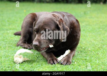 Chocolate Labrador chewing Stock Photo