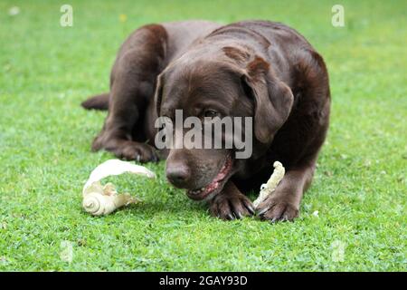 Chocolate Labrador chewing Stock Photo