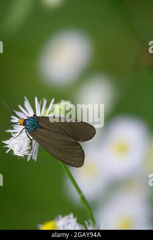 A Virginia Ctenucha Moth Landing on a Philadelphia Fleabane Flower Stock Photo