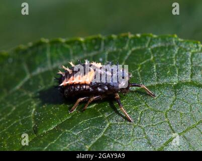 Harlequin Ladybird Harmonia axyridis Nymph on Leaf Stock Photo