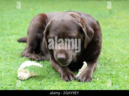 Chocolate Labrador chewing Stock Photo