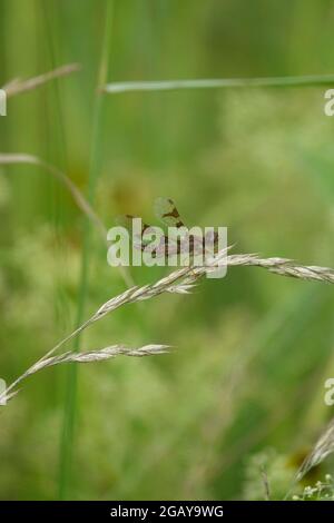 Female Eastern Amberwing Dragonfly Tenera Rests on a Plant with a Green Background Stock Photo