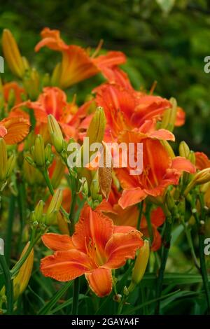 A cluster of orange lilies lilium bulbiferum in a home garden with blooming lily buds Stock Photo