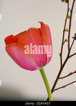Award Winning Tulip Darwin Hybrid Pink Impression Isolated for Design Stock Photo