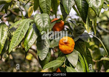 Branch with bright orange tangerines on a fruit tree in the garden. Natural background. Stock Photo