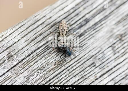 A jumping spider (Marpissa muscosa) with prey.  It literally did jump on this fly! Stock Photo