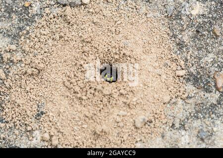 Sand Tailed Digger Wasp (Cerceris arenaria) in a nest hole Stock Photo