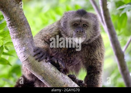 Cebus Olivaceus Wedge Capped Capuchin Weeper Capuchin monkey in Guyana South America