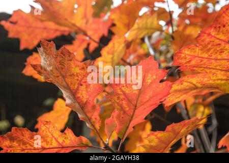 Quercus rubra, the northern red oak deciduous tree autumnal foliage detail Stock Photo