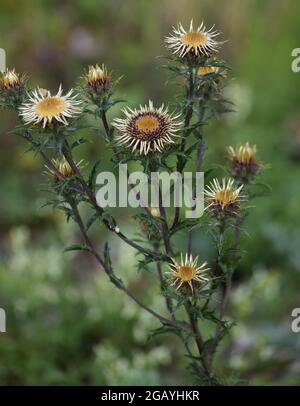 a blooming Carline thistle in July Stock Photo