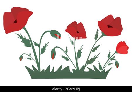 Red poppies in the grass. Design element for for Remembrance Day, Anzac Day. Vector illustration Isolated on white background Stock Vector