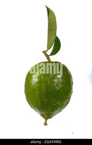 Lemons Hanging on a Lemon tree Stock Photo