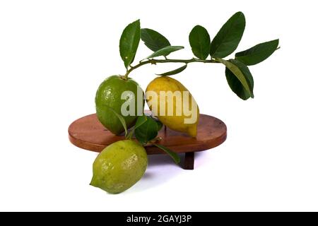 Lemons Hanging on a Lemon tree Stock Photo