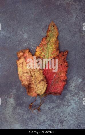 Three drying red and yellow autumnal leaves of Broad leaved dock or Rumex obtusifolius lying on tarnished metal Stock Photo