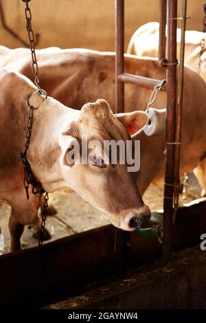 Cow on a chain leash stands in a stall on a farm Stock Photo