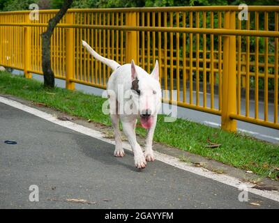 A Bull Terrier Walking for the Public Park in Medellin, Colombia Stock Photo