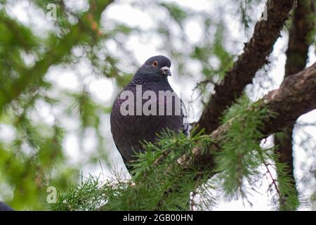 Dove sits on coniferous branch in summer with blurred green background Stock Photo