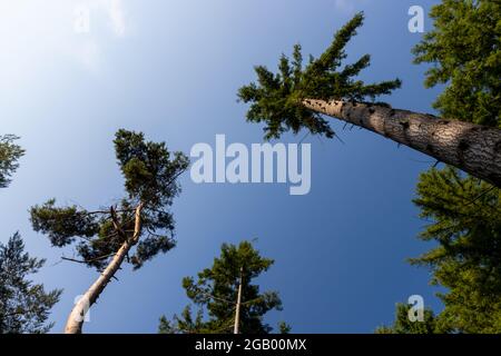 Pine trees seen from below with blue skies Stock Photo