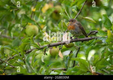 Juvenile Robin [ Erithacus rubecula ] in fruiting Apple tree Stock Photo