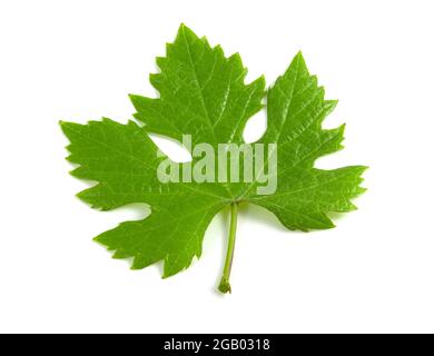 Grape leaf isolated on white background Stock Photo