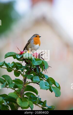 Robin [ Erithacus rubecula ] on rose bush with out of focus house in background Stock Photo