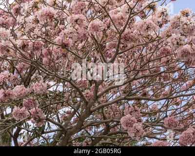 Pink trumpet tree (Tabebuia,rosea) in full bloom in San Jose, Costa Rica. Stock Photo