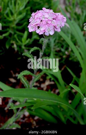 Achillea millefolium Dwarf yarrow – domed flower head of pale pink flowers and short ferny leaves,  June, England, UK