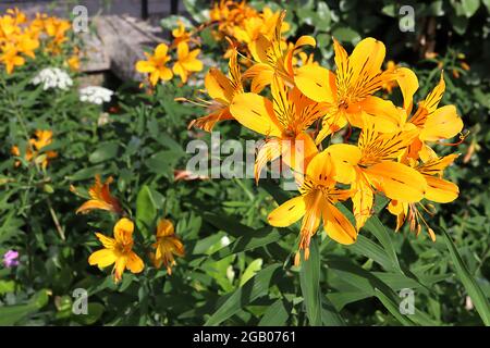 Alstroemeria Sussex Gold Peruvian lily ‘Sussex Gold’ – golden yellow funnel-shaped flowers with brown flecks,  June, England, UK Stock Photo