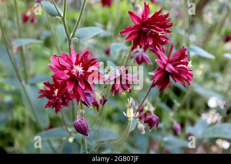 Aquilegia vulgaris var. stellata ‘Bordeaux Barlow’ Columbine / Granny’s bonnet Bordeaux Barlow - spurless double deep red flowers, June, England, UK Stock Photo